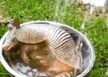 C0910002_Armadillo fell into hole was luckily saved by couple #rescue_part2