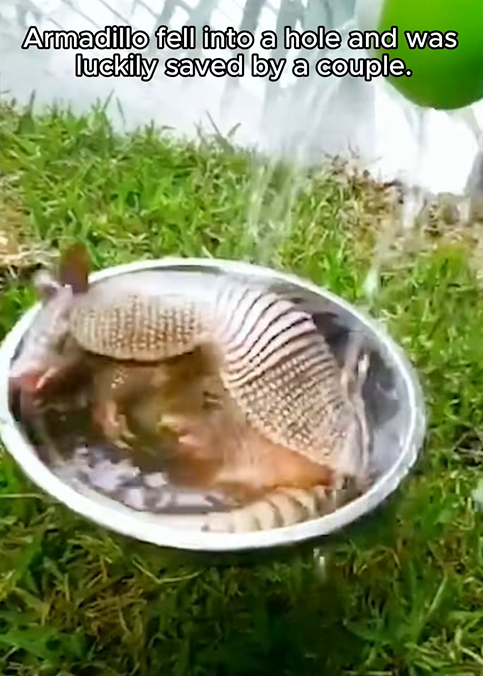 C0910002_Armadillo fell into hole was luckily saved by couple #rescue_part2