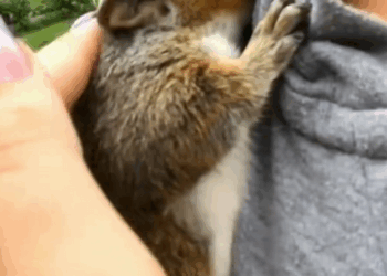 C0910003_unluckiest squirrel was saved by girl #rescue #animals #rescu…_part2