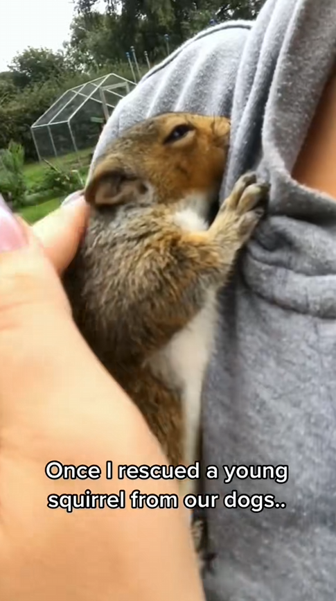 C0910003_unluckiest squirrel was saved by girl #rescue #animals #rescu…_part2