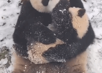 C0910004_Heartwarming Panda Tale. _part2