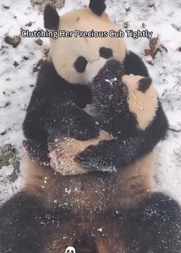 C0910004_Heartwarming Panda Tale. _part2
