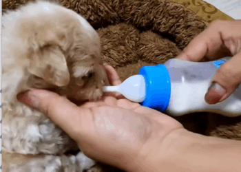 C0110011 Rescue puppy #rescue #animals_part2