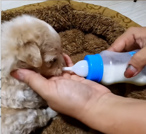 C0110011 Rescue puppy #rescue #animals_part2