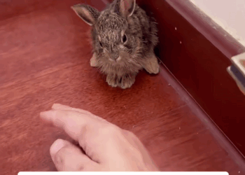 C0910006_Rescue adopt homeless little bunny_part2