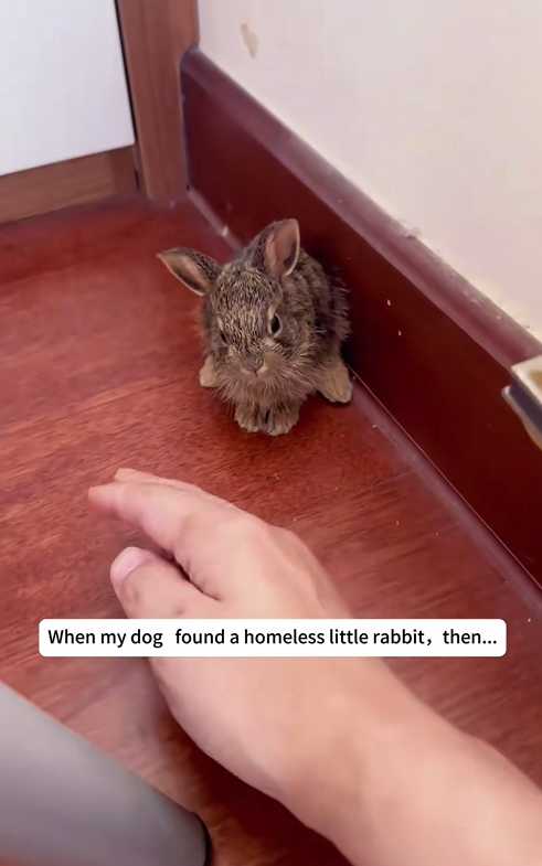 C0910006_Rescue adopt homeless little bunny_part2