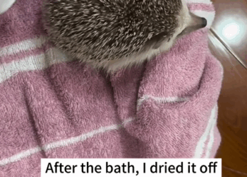 C0910007_My dog found hedgehog outside then _part2