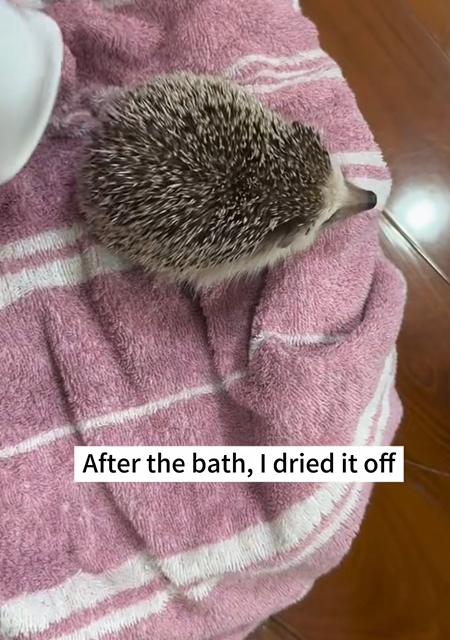 C0910007_My dog found hedgehog outside then _part2
