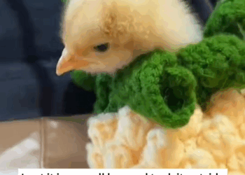 C0910008_newly hatched chick was found in eggs at factory #animals_part2