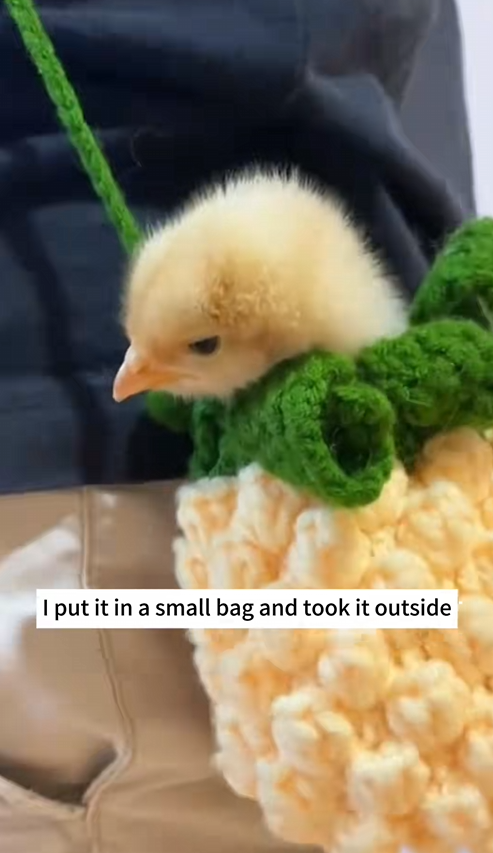 C0910008_newly hatched chick was found in eggs at factory #animals_part2