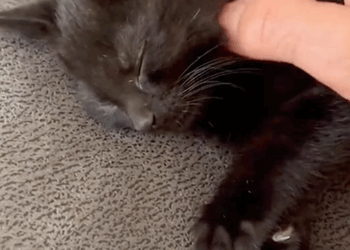 C0910009_Rescue kitten _part2