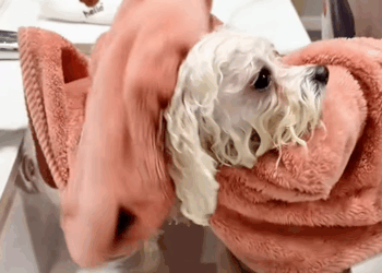 C0910010_dog was fourtunately discovered by man who used crane to _part2