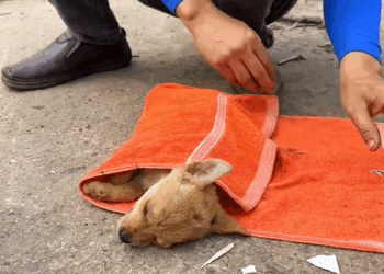 C0910012_Rescue two puppies #rescue #animals #rescueanimals #rescuedog #puppy_part2