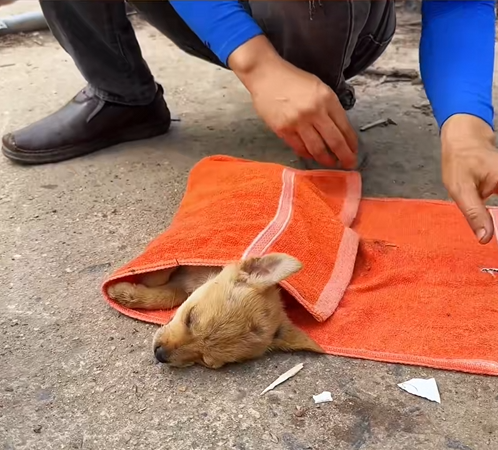 C0910012_Rescue two puppies #rescue #animals #rescueanimals #rescuedog #puppy_part2