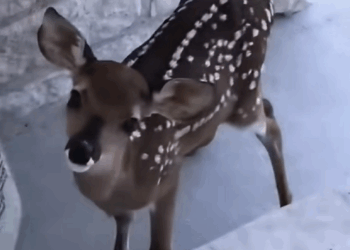 C0910013_family saved small, poor deer was stuck between poles…_part2