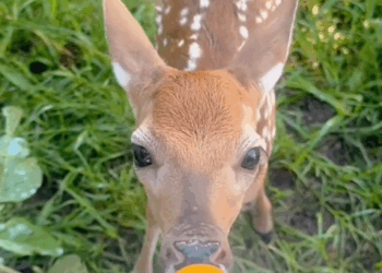 C0910014_Wilderness to Loving Home Saving baby deer #rescue #sav…_part2