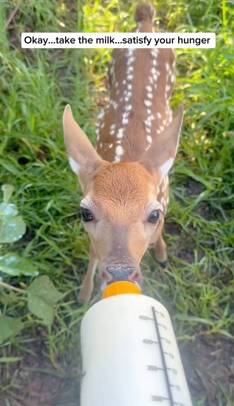 C0910014_Wilderness to Loving Home Saving baby deer #rescue #sav…_part2
