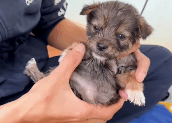 C0110012 Rescue puppy #rescue #animals_part2