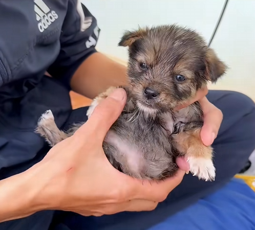 C0110012 Rescue puppy #rescue #animals_part2