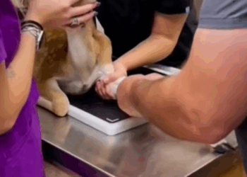 C0910015_Baby Deer Rescued Wolf Attack Heartwarming Reunion _part2