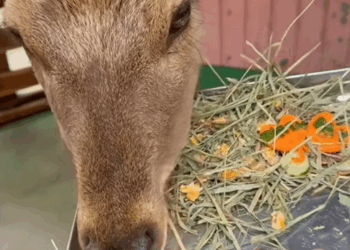 C0910016_Rescuing adopting deer fell high place then…_part2