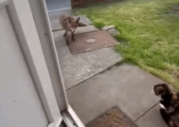 C0910017_Rescue adopt poor fox #rescueanimals #saveanimals #adoption#fo…_part2