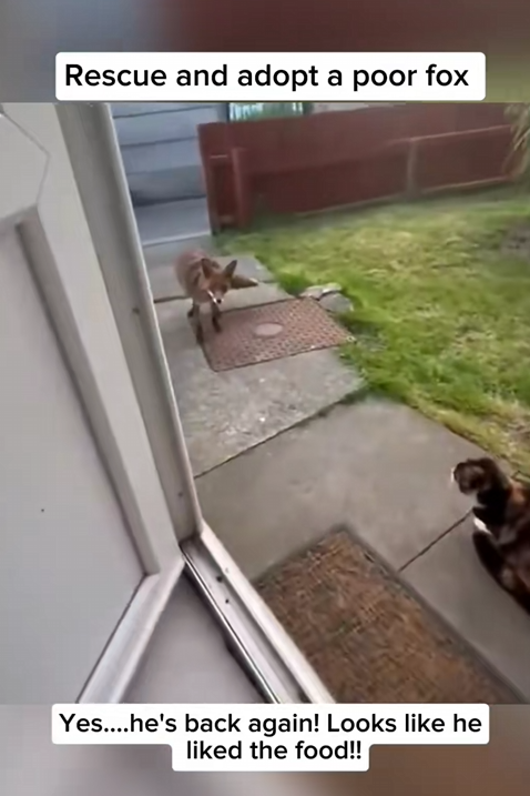 C0910017_Rescue adopt poor fox #rescueanimals #saveanimals #adoption#fo…_part2