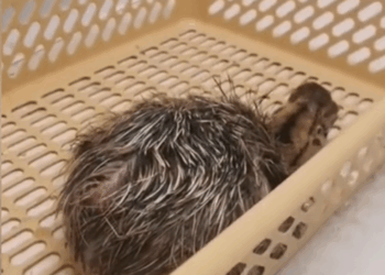 C0910018_Rescue adopt an African ostrich chick_part2