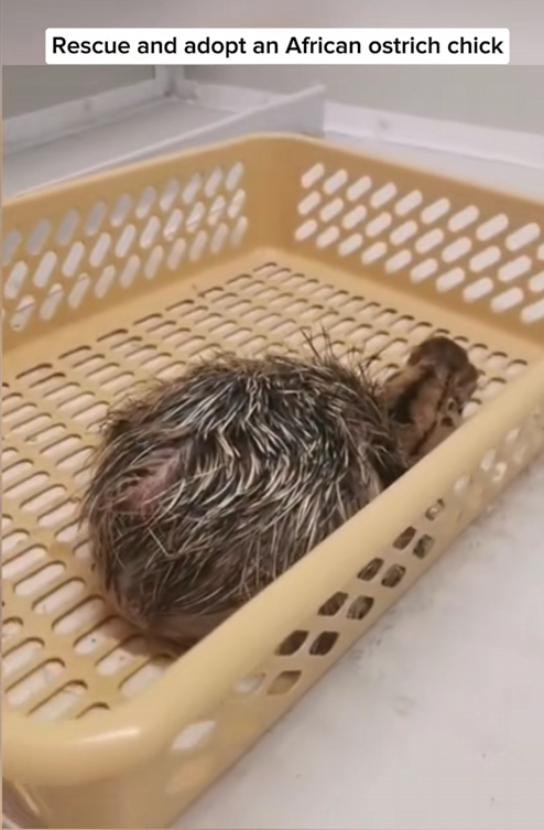 C0910018_Rescue adopt an African ostrich chick_part2
