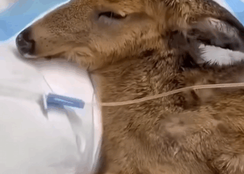 C0910019_Rescue adopt baby deer _part2