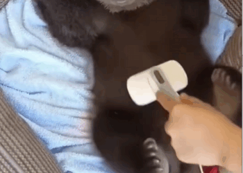 C0910020_Rescue adopt an orphaned teddy bear_part2