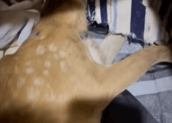 C0910021_Rescuing baby deer danger adopting it #AnimalRescue #rescu…_part2