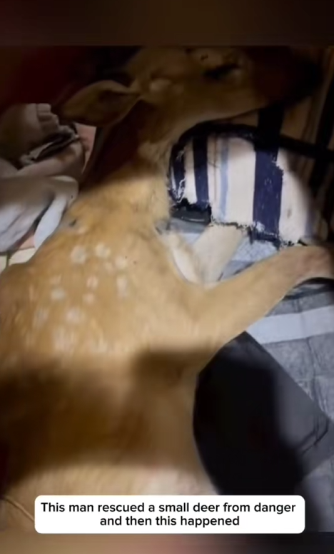 C0910021_Rescuing baby deer danger adopting it #AnimalRescue #rescu…_part2