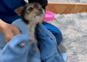 C0910022_Drowning to Belonging Our Puppy Rescue Story! PuppyRescue _part2