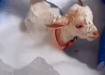 C0910023_We Saved Baby Goat Brink Now He Family! #GoatRescue_part2