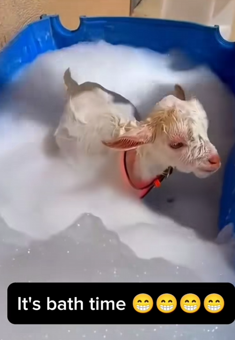 C0910023_We Saved Baby Goat Brink Now He Family! #GoatRescue_part2