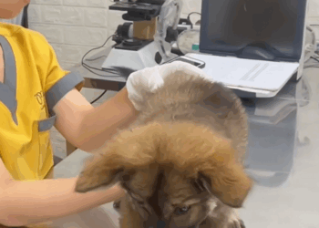 C0110013 Rescue puppy on road _part2