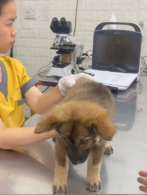 C0110013 Rescue puppy on road _part2