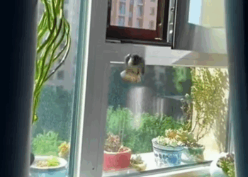 C0910024_Rescue adopt sparrow RescueStory _part2