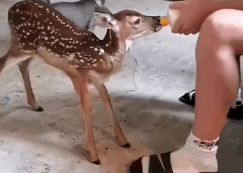 C0910025_Rescuing baby deer net adopting it_part2