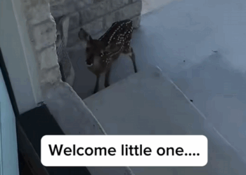 C0910027_Rescue adopt baby deer_part2