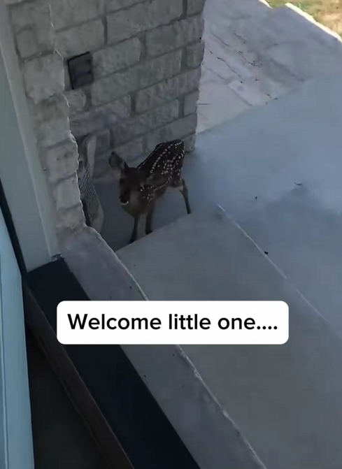 C0910027_Rescue adopt baby deer_part2