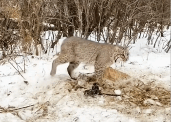 C0910028_Rescue adopt spotted mountain leopard_part2