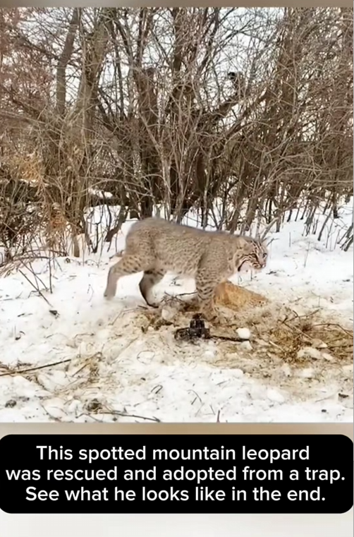 C0910028_Rescue adopt spotted mountain leopard_part2