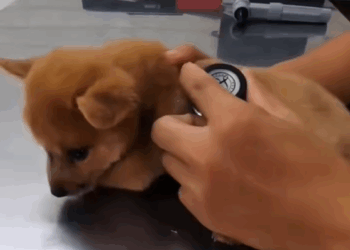 C0910029_Rescue adopt puppy RescuePuppy_part2