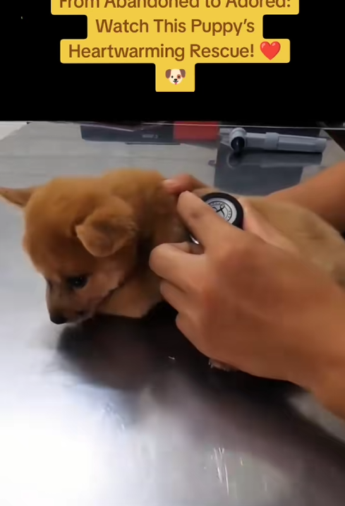 C0910029_Rescue adopt puppy RescuePuppy_part2