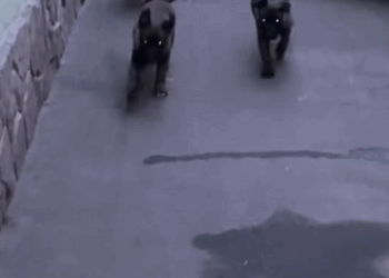 C0910030_Tiny Puppies Trapped in Flood Watch Their Incredible Rescue _part2