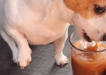 C1010001_man rescued dog_part2