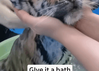 C1010002_got chased by baby animal,I thought it was bobcat,but when it._part2