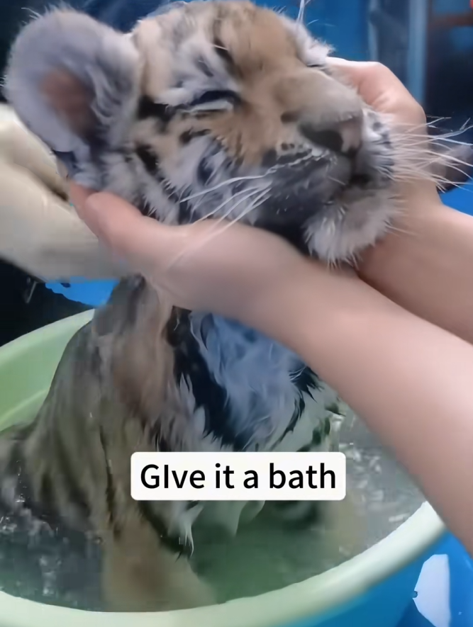 C1010002_got chased by baby animal,I thought it was bobcat,but when it._part2